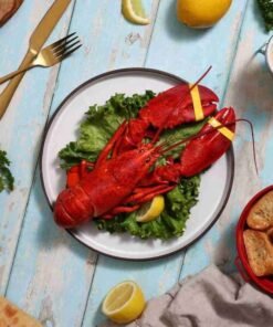 1.25 lb Live Maine Lobster