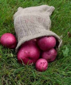 Maine Grown Red Potatoes – 1 lb
